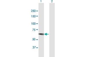 Western Blot analysis of IMPDH1 expression in transfected 293T cell line by IMPDH1 MaxPab polyclonal antibody.