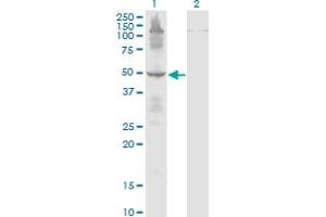 Western Blot analysis of ETF1 expression in transfected 293T cell line by ETF1 monoclonal antibody (M02), clone 2H4. (ETF1 抗体  (AA 338-437))