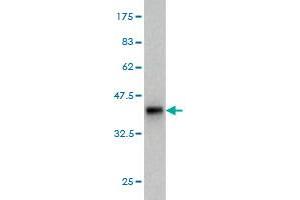 Western Blot detection against Immunogen (37. (SEC22B 抗体  (AA 1-110))