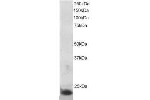 Image no. 1 for anti-Suppressor of Cytokine Signaling 3 (SOCS3) (C-Term) antibody (ABIN374066)
