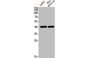 Western Blot analysis of LOVO mouse-muscle cells using Actin α1 Polyclonal Antibody (Actin 抗体  (N-Term))