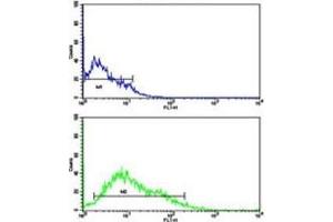 Flow cytometric analysis of HL-60 cells using LIN28B antibody (green) compared to a negative control (blue). (LIN28B 抗体  (AA 1-30))
