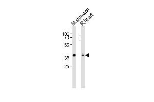 Western blot analysis of lysates from mouse stomach, rat heart tissue (from left to right), using Mouse Nkx2-5 Antibody (Center) (ABIN6243911 and ABIN6577620). (NK2 Homeobox 5 抗体  (AA 192-225))