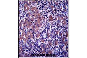 B4GALNT3 Antibody (Center) (ABIN657581 and ABIN2846584) immunohistochemistry analysis in formalin fixed and paraffin embedded human stomach tissue followed by peroxidase conjugation of the secondary antibody and DAB staining. (B4GALNT3 抗体  (AA 555-584))