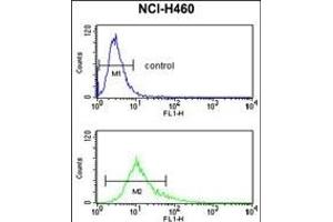 S100A10 Antibody (Center) (ABIN653034 and ABIN2842649) flow cytometry analysis of NCI- cells (bottom histogram) compared to a negative control cell (top histogram). (S100A10 抗体  (AA 12-40))