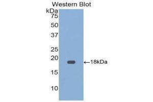 Western Blotting (WB) image for anti-Growth Differentiation Factor 9 (GDF9) (AA 320-454) antibody (ABIN1858992) (GDF9 抗体  (AA 320-454))