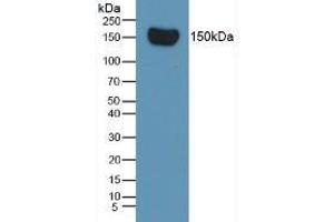 Western blot analysis of Rat Serum. (Complement Factor H 抗体  (AA 975-1217))