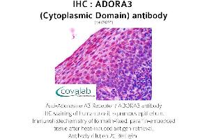 Image no. 1 for anti-Adenosine A3 Receptor (ADORA3) (3rd Cytoplasmic Domain) antibody (ABIN1731567) (Adenosine A3 Receptor 抗体  (3rd Cytoplasmic Domain))