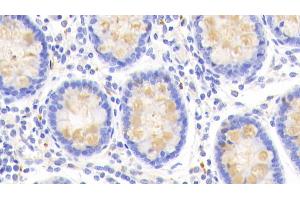 Detection of CLCA1 in Human Colon Tissue using Polyclonal Antibody to Chloride Channel Accessory 1 (CLCA1) (CLCA1 抗体  (AA 416-670))