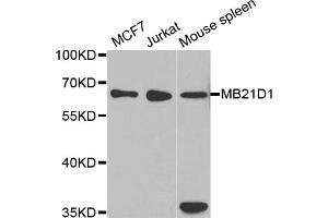 Western blot analysis of extracts of various cell lines, using MB21D1 antibody. (C6orf150 抗体)
