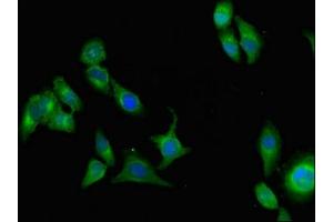Immunofluorescence (IF) image for anti-Amine Oxidase, Copper Containing 3 (Vascular Adhesion Protein 1) (AOC3) (AA 27-259) antibody (ABIN7159328)