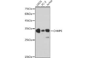 Western blot analysis of extracts of various cell lines, using CHMP6 antibody (ABIN6133624, ABIN6138551 and ABIN7101747) at 1:1000 dilution. (CHMP6 抗体)