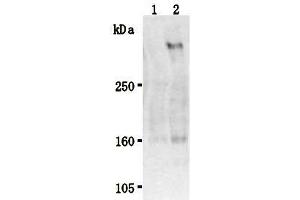 Western Blotting (WB) image for anti-Stabilin 2 (STAB2) antibody (ABIN1449211) (Stabilin 2 (STAB2) 抗体)