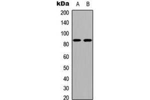 Western blot analysis of Cadherin 19 expression in COLO205 (A), NIH3T3 (B) whole cell lysates.