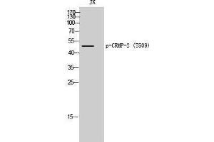 Western Blotting (WB) image for anti-Dihydropyrimidinase-Like 2 (DPYSL2) (pThr509) antibody (ABIN3173330) (DPYSL2 抗体  (pThr509))
