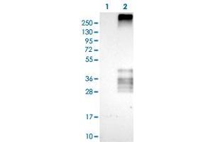 Western Blot (Cell lysate) analysis of (1) Negative control (vector only transfected HEK293T lysate), and (2) Over-expression lysate (Co-expressed with a C-terminal myc-DDK tag (~3. (Tetraspanin 7 抗体)