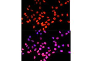 Immunofluorescence analysis of NIH/3T3 cells using Matrin 3 antibody (ABIN7268415) at dilution of 1:100. (MATR3 抗体  (AA 747-847))