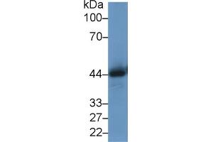 Western Blotting (WB) image for anti-Macrophage Migration Inhibitory Factor (Glycosylation-Inhibiting Factor) (MIF) antibody (ABIN7432418)