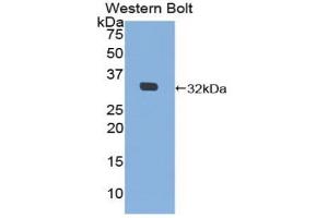 Western blot analysis of the recombinant protein. (MIB2 抗体  (AA 407-663))