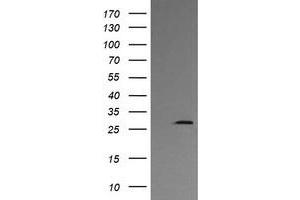 Image no. 2 for anti-Kallikrein 8 (KLK8) antibody (ABIN1498963) (Kallikrein 8 抗体)
