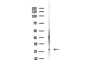 Western blot analysis of lysates from Hela cells, using PPP1R1A Antibody at 1/1000 dilution.