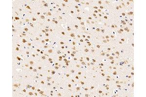 Immunohistochemistry analysis of paraffin-embedded mouse brain using RBFOX3 Polyclonal Antibody at dilution of 1:500. (NeuN 抗体)