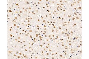 Immunohistochemistry analysis of paraffin-embedded mouse brain using RBFOX3 Polyclonal Antibody at dilution of 1:500.
