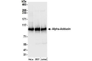 Western Blotting (WB) image for anti-Adducin 1 (Alpha) (ADD1) (AA 632-682) antibody (ABIN7454952)
