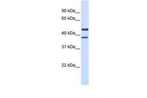 Image no. 1 for anti-Transmembrane Protein 135 (TMEM135) (AA 38-87) antibody (ABIN6738615) (TMEM135 抗体  (AA 38-87))