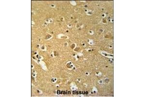 anti-BRISC and BRCA1 A Complex Member 1 (BABAM1) (AA 9-37), (N-Term) antibody