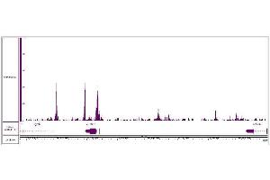 CUT&RUN was performed using 500,000 K562 nuclei and sequenced using 38 base-pair, paired-end reads on the Illumina NovaSeq. (JunD 抗体  (N-Term))