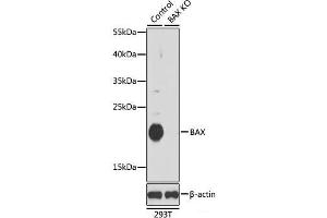 Western blot analysis of extracts from normal (control) and BAX knockout (KO) 293T cells using BAX Polyclonal Antibody at dilution of 1:1000. (BAX 抗体)