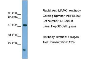 WB Suggested Anti-MAPK1  Antibody Titration: 0. (ERK2 抗体  (C-Term))
