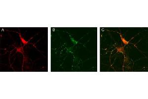 Immunocytochemistry (ICC) image for anti-Glutamate Decarboxylase 1 (Brain, 67kDa) (GAD1) (AA 3-101) antibody (ABIN1742415) (GAD 抗体  (AA 3-101))
