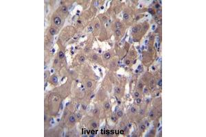 AKR1C2 Antibody (C-term) immunohistochemistry analysis in formalin fixed and paraffin embedded human liver tissue followed by peroxidase conjugation of the secondary antibody and DAB staining.