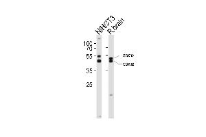 Western blot analysis of lysates from mouse NIH/3T3 cell line, rat brain tissue lysate(from left to right), using GSK3A Antibody (Center) (ABIN6243413 and ABIN6577862). (GSK3 alpha 抗体  (AA 348-382))