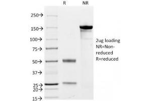 SDS-PAGE Analysis of Purified, BSA-Free CD79a Antibody Cocktail (clones JCB117 + HM47/A9). (CD79a 抗体  (AA 202-216))