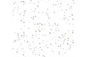 Immunocytochemistry (ICC) image for anti-Cyclin A2 (CCNA2) (C-Term) antibody (ABIN7795812)