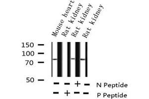 Western blot analysis of Phospho-Tau (Ser356) expression in various lysates (MAPT 抗体  (pSer356))