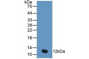 Detection of Recombinant CYCS, Human using Polyclonal Antibody to Cytochrome C (CYCS) (Cytochrome C 抗体  (AA 13-99))