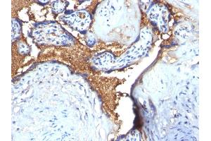 Formalin-fixed, paraffin-embedded human Placenta stained with Glycophorin A Rabbit Polyclonal Antibody (CD235a/GYPA 抗体)