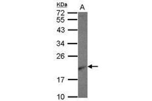Image no. 1 for anti-Ribosomal Protein L26 (RPL26) (AA 1-95) antibody (ABIN1500743) (RPL26 抗体  (AA 1-95))