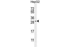 CCDC153 Antibody (N-term) western blot analysis in HepG2 cell line lysates (35µg/lane). (CCDC153 抗体  (N-Term))