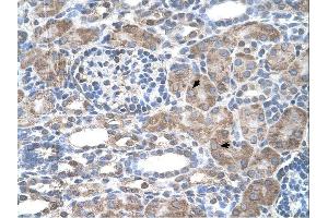 IFI44L antibody was used for immunohistochemistry at a concentration of 4-8 ug/ml. (IFI44L 抗体  (N-Term))