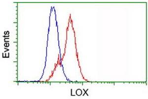 Image no. 2 for anti-Lysyl Oxidase (LOX) (AA 22-168) antibody (ABIN1491214)