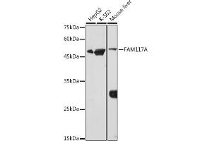 Western blot analysis of extracts of various cell lines, using FA antibody (ABIN7267102) at 1:1000 dilution. (FAM117A 抗体)