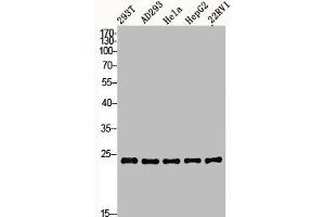 Western Blot analysis of 293T AD293 22RV1 HELA HepG2 cells using BAP31 Polyclonal Antibody (BCAP31 抗体  (Internal Region))