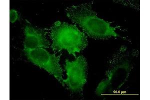 Immunofluorescence (IF) image for anti-Syntaxin 1A (Brain) (STX1A) (AA 1-251) antibody (ABIN563058)
