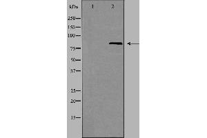 Western blot analysis of extracts from HT-29 cells using EZH1 antibody. (EZH1 抗体  (Internal Region))