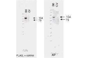 Image no. 1 for anti-ATP-Binding Cassette, Sub-Family B (MDR/TAP), Member 6 (ABCB6) (AA 440-455) antibody (ABIN401357) (ABCB6 抗体  (AA 440-455))